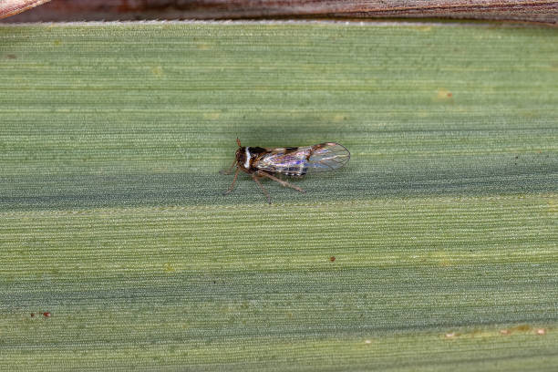 istock Adult Planthopper Insect 1345838465