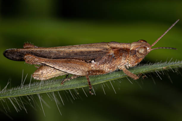 istock Adult Stridulating Slant-faced Grasshopper 1345838526
