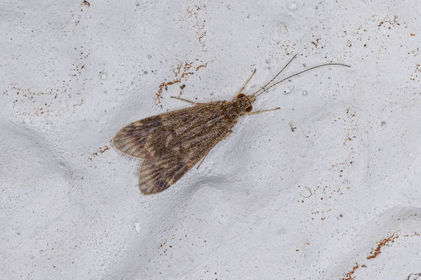 istock Adult Caddisfly Insect 1345838550