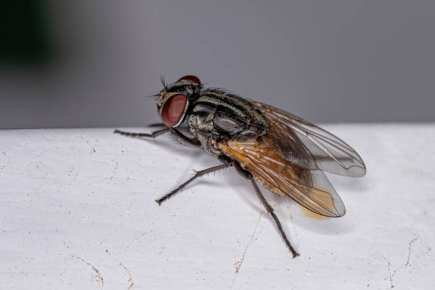 istock Adult House Fly 1345838573
