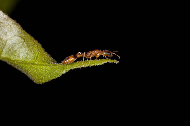 istock Adult Red Twig Ant 1345839331