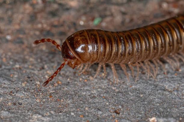 istock Adult Common Brown Millipede 1345839369