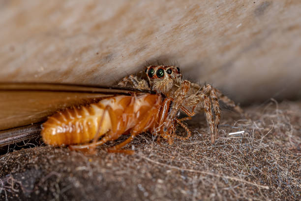 Small Pantropical Jumping Spider Small Pantropical Jumping Spider of the species Plexippus paykulli preying on a Termite termite queen stock pictures, royalty-free photos & images