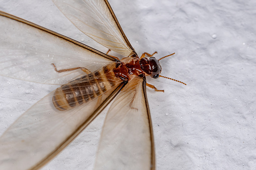 Adult Female Winged Termite of the Epifamily Termitoidae