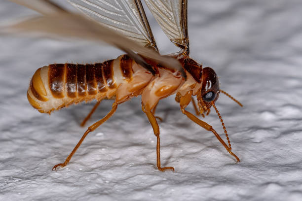 Adult Female Winged Termite Adult Female Winged Termite of the Epifamily Termitoidae termite queen stock pictures, royalty-free photos & images