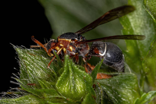 istock Adult Potter Wasp 1345839527
