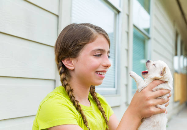 niña jugando con cachorro chihuahua perro mascota - chihuahua dog pets yawning fotografías e imágenes de stock