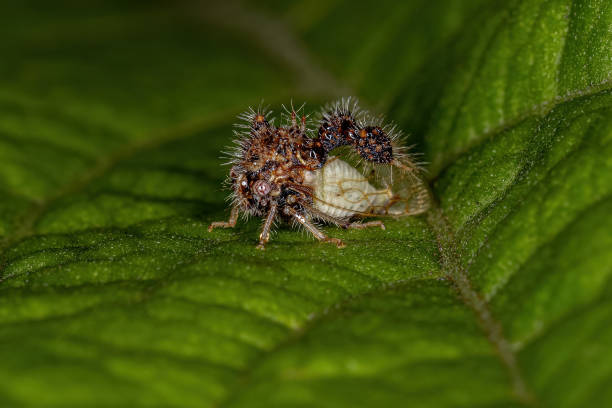 istock Adult Ant-mimicking Treehopper 1345839610