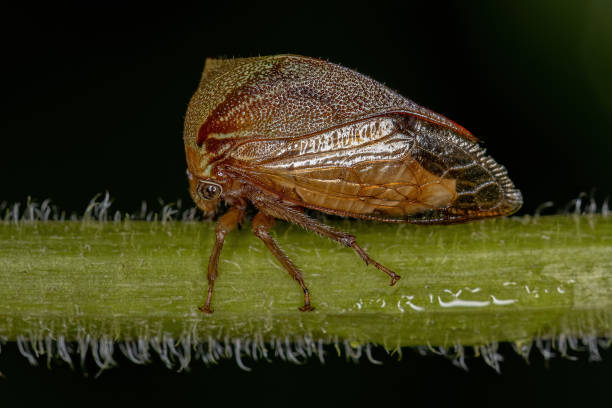 istock Adult Buffalo Treehopper 1345839765