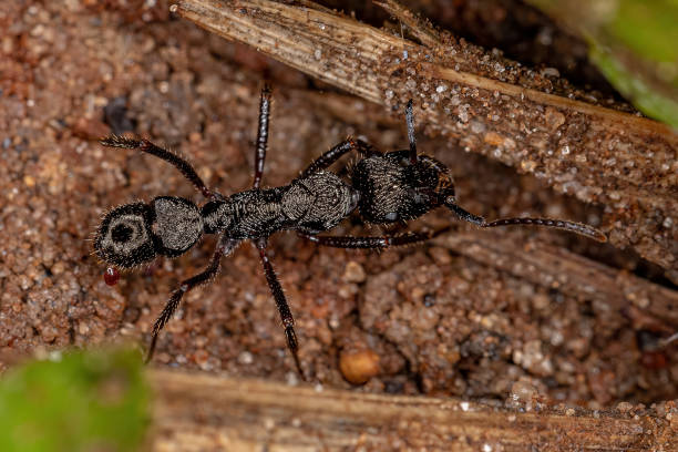 istock Adult Female Ectatommine Ant 1345839886