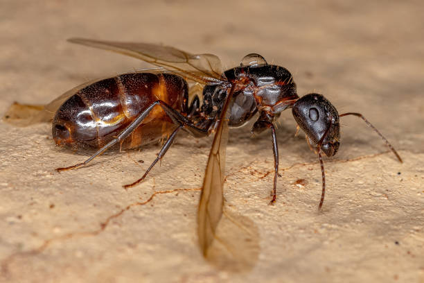 istock Adult Female Carpenter Queen Ant 1345840184