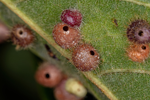 galls on a leaf of a dicotyledonous tree caused by wasps of the cynipidae family