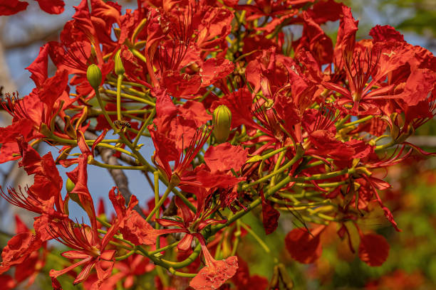 istock Red Flower of the tree 1345840896