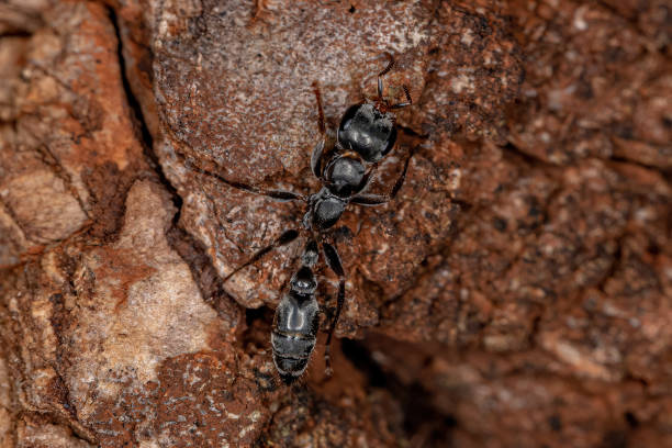 istock Adult Female Twig Ant 1345840948