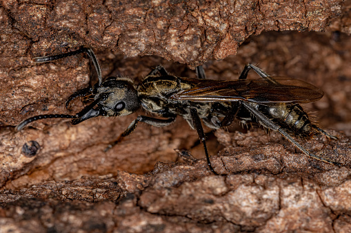 Adult Female Ponerine Queen Ant of the of the Genus Neoponera
