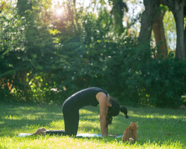 Photo Of Adult Woman Stretching For Yoga With Her Pet Cats In Public Park Photo of adult woman wearing black yoga pants stretching for yoga exercises in public park. Her pet cats are seen next to her. She is on yoga mat placed on green grasses. Few trees are seen on the background. Shot under daylight with a full frame mirrorless camera. cat pose yoga stock pictures, royalty-free photos & images