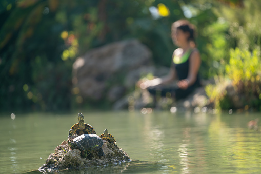 Photo of adult woman wearing black yoga pants sitting next to small pond and meditating for yoga exercises. She is sitting in lotus position. Turtles are seen on a rock in the middle of pond. Shot in outdoor daylight with a full frame mirrorless camera.