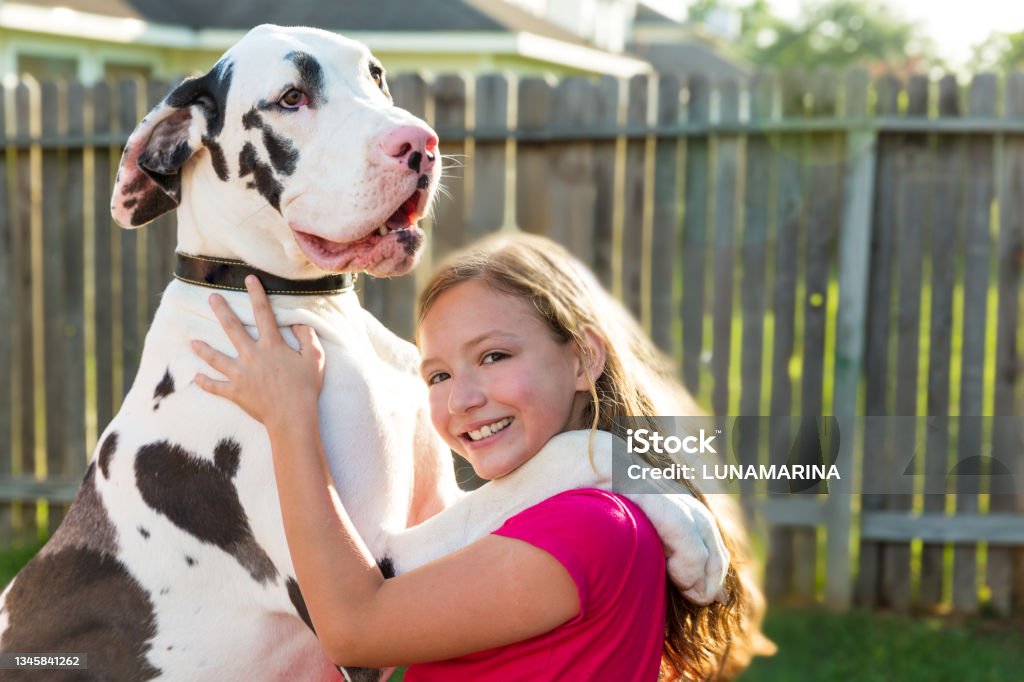 great dane stand up on kid girl shoulders playing great dane stand up on kid girl shoulders playing together Great Dane Stock Photo