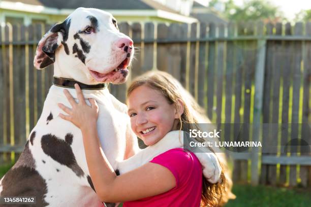 Great Dane Stand Up On Kid Girl Shoulders Playing Stock Photo - Download Image Now - Great Dane, Child, Dog