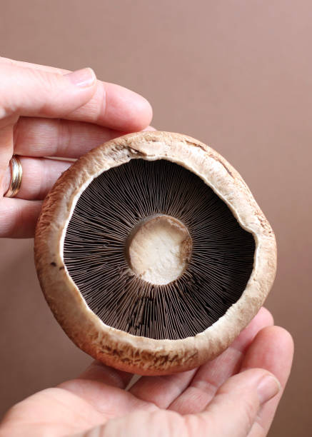 istock Portobello mushrooms. 1345842304