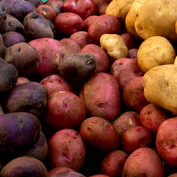 Multi colored Potatoes at farmer's Market
