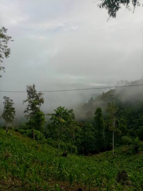 istock Foggy morning atmosphere on Arang hill, Gorontalo 1345843655