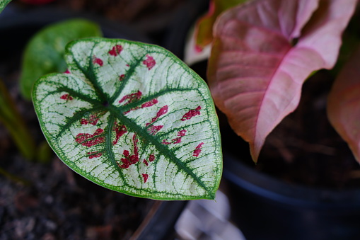 Caladium leaves in flower pot