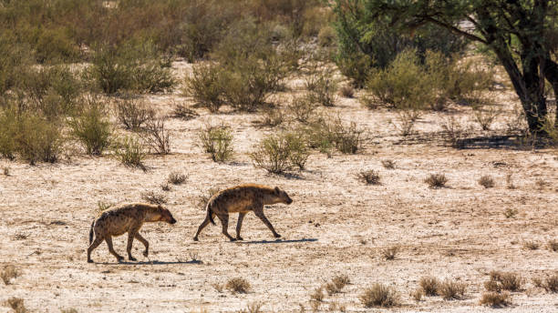 istock Spotted hyaena in Kgalagadi transfrontier park, South Africa 1345843804