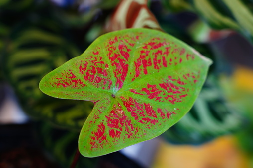 Caladium leaves in flower pot