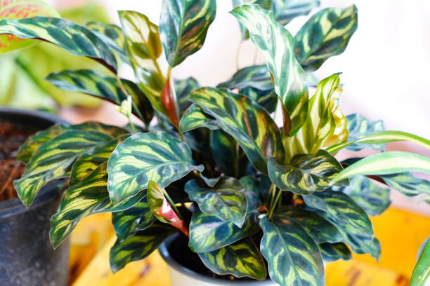 istock Calathea makoyana E.Morren 1345843907