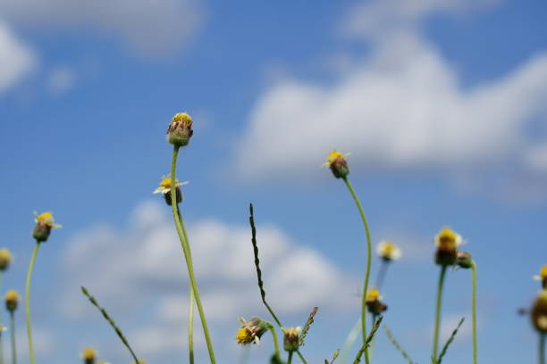 istock Flower of grass on Blue sky  in nature background 1345843920
