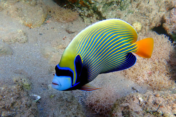 pesce angelo imperatore - beauty in nature coral angelfish fish foto e immagini stock