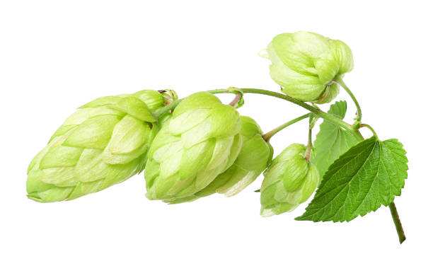 istock Branch with ripe hop cones, isolated 1345845479