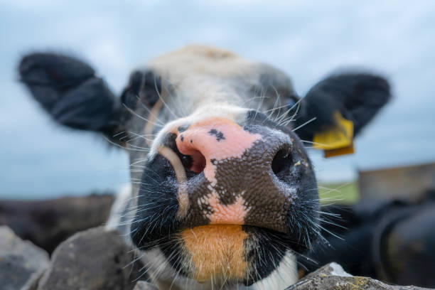 istock closeup of cute cows face large nose 1345846264