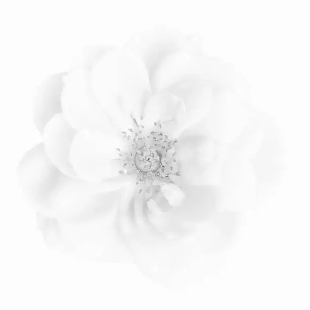 Photo of high-key watermark monochrome bright isolated white rose blossom macro