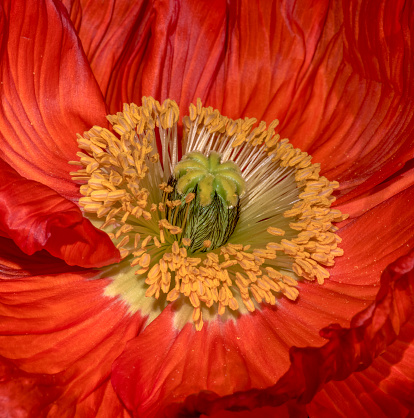 Floral fine art still life color macro of the inner center of a single isolated red yellow satin/silk poppy blossom with pollen and detailed texture