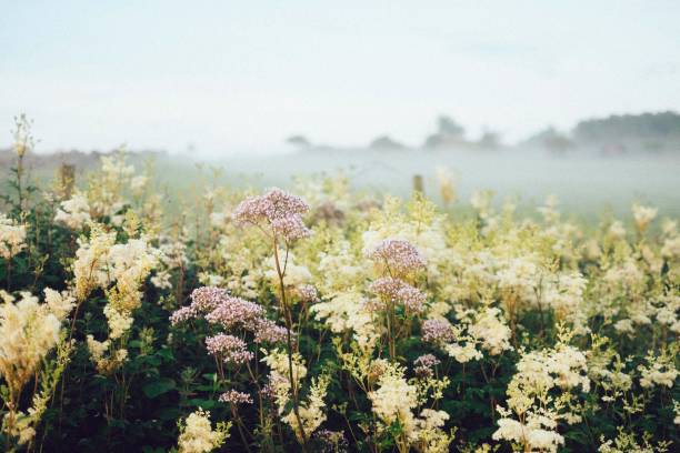 Early morning over a meadow field. Close Up of dewy flowers. Stavanger, Norway.
