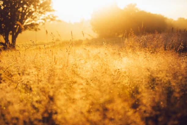 istock Golden dewy sunrise over grass area 1345846651