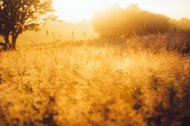 Photo of Golden dewy sunrise over grass area