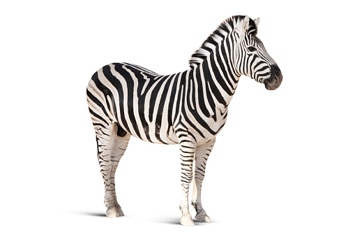 Zebra isolated over white background