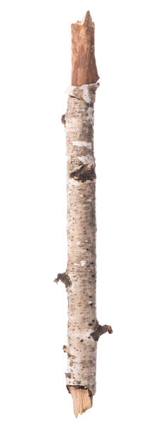 istock Branch of a birch 1345849292