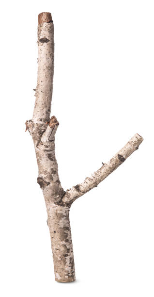 istock Branch of a birch isolated 1345850001