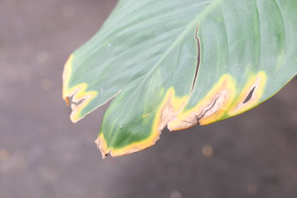 istock Maize  Rust diseases that damage on leaf,  Dieffenbachia planting in Thailand 1345850104
