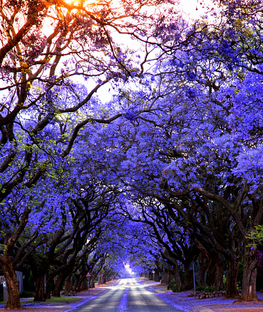 Suburban street covered by purple Jacaranda trees in full bloom