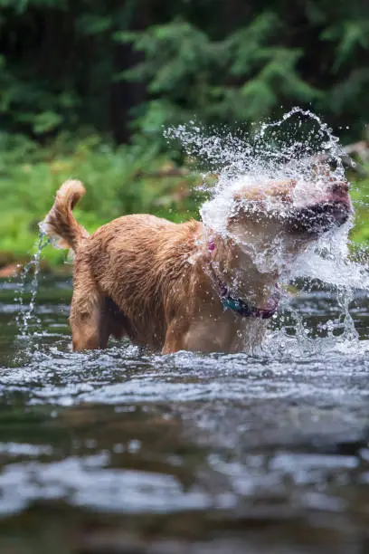 Photo of Dog Playing in Mountain River