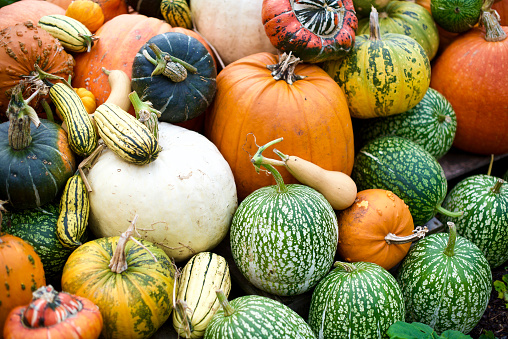 Autumn fall pumpkins