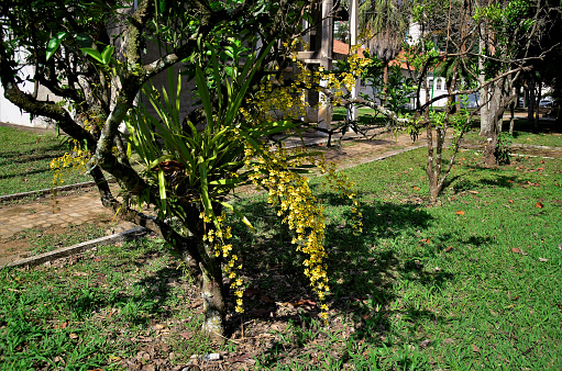 On orange tree a yellow oncidium orchid with flower in the park