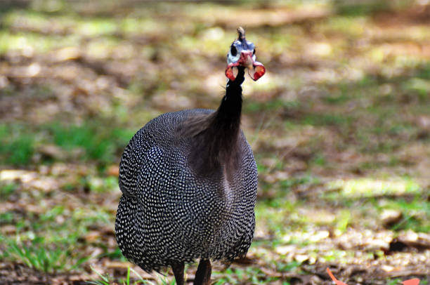 istock A Numida meleagris running in the park 1345851027
