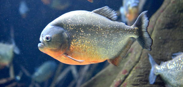 istock Beautiful fish Piranha 1345851565