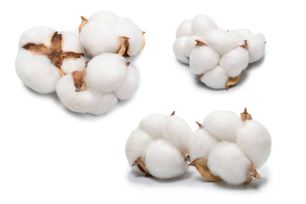istock Cotton flower branch isolated on white background. 1345851781